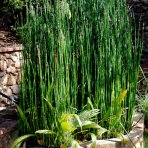 Praslička zimná (Equisetum hyemale) - výška 30-50 cm, kont. C3L